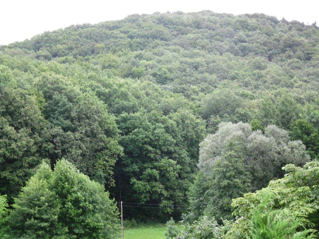 Pension Waldblick Grillenberg  Exterior photo